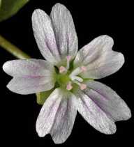 Claytonia washingtoniana