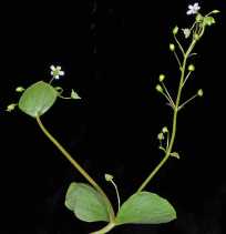 Claytonia washingtoniana
