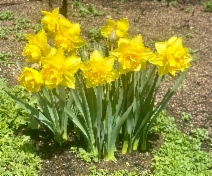 Narcissus pseudonarcissus