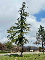 Cedrus deodara - Calflora