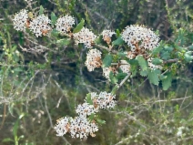 Ceanothus crassifolius var. crassifolius