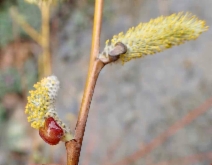 Salix melanopsis
