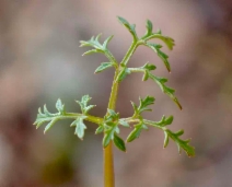 Sanicula tuberosa