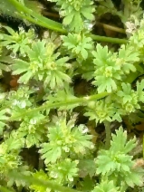 Aphanes occidentalis