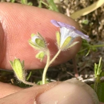 Phacelia douglasii var. petrophila