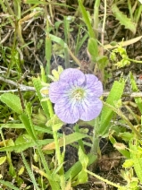 Phacelia douglasii var. petrophila