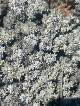 Eriogonum kennedyi