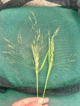 Agrostis avenacea