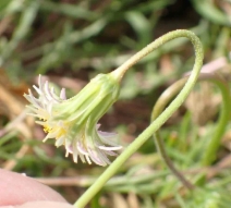 Microseris douglasii ssp. tenella