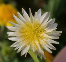 Microseris douglasii ssp. tenella