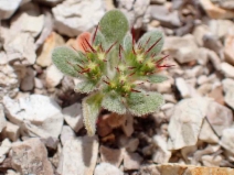 Chorizanthe rectispina