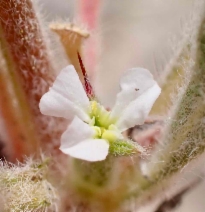 Chorizanthe rectispina