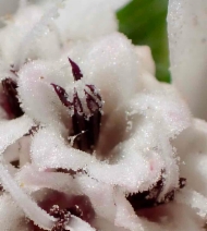 Calycadenia oppositifolia