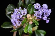 Ceanothus rigidus
