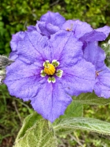 Solanum wallacei