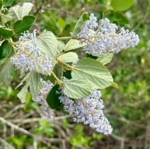 Ceanothus arboreus