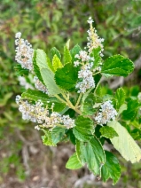 Ceanothus arboreus