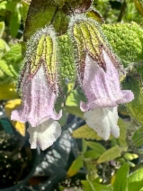 Lepechinia fragrans