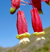 Brodiaea ida-maia