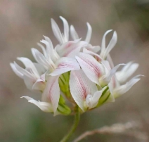 Trifolium breweri