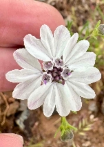 Blepharipappus scaber