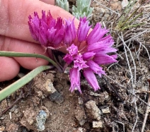 Allium siskiyouense