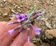Boechera subpinnatifida