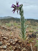 Boechera subpinnatifida