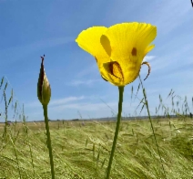 花鳥14 Calochortus luteus - Calflora