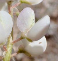 Lupinus citrinus var. deflexus - Calflora