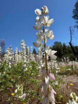 Lupinus citrinus var. deflexus - Calflora