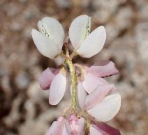 Lupinus citrinus var. deflexus - Calflora