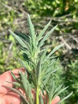 Kochia scoparia
