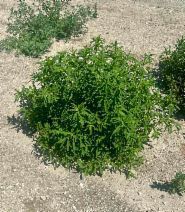 Kochia scoparia
