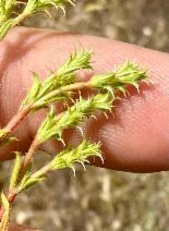 Lastarriaea coriacea