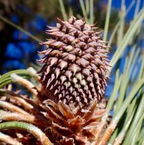Pinus jeffreyi