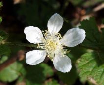 Rubus ursinus