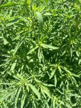 Kochia scoparia
