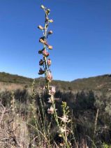 Delphinium parishii ssp. pallidum