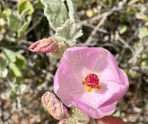 Malacothamnus jonesii
