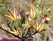 Bloomeria humilis