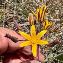 Bloomeria humilis