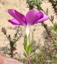 Linanthus californicus ssp. tomentosus