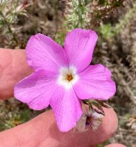 Linanthus californicus ssp. tomentosus