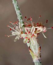 Eriogonum elongatum