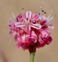 Eriogonum luteolum var. caninum