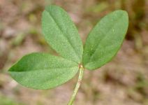 Hosackia gracilis