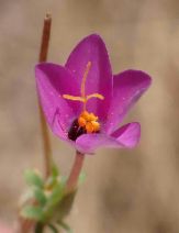 Leptosiphon parviflorus
