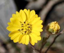 Hemizonia congesta ssp. lutescens
