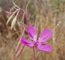 Clarkia bottae